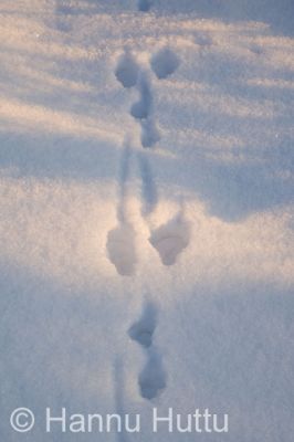 2009_01_06_007.jpg
jänis Lepus timidus metsäjänis talvi riistanisäkäs lumi lumijälki jäniksen jälki
Avainsanat: jänis Lepus timidus metsäjänis talvi riistanisäkäs lumi lumijälki jäniksen jälki