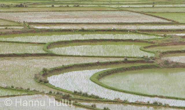 2006_03_19 016.jpg
riisipelto maaseutu hainan kiina
Avainsanat: riisipelto maaseutu hainan kiina