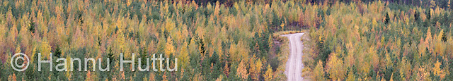 2006_09_26 021a.jpg
metsäautotie taimikko nuori metsä ruska syksy maisema panoraama metsänhoito metsätalous
Avainsanat: metsäautotie taimikko nuori metsä ruska syksy maisema panoraama metsänhoito metsätalous