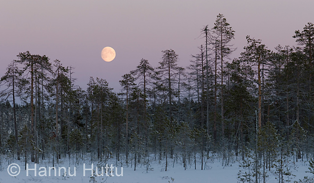 2006_11_03 008a.jpg
kuu nousee kuutamo räme täysikuu talvimaisema panoraama
Avainsanat: kuu nousee kuutamo räme täysikuu talvimaisema panoraama