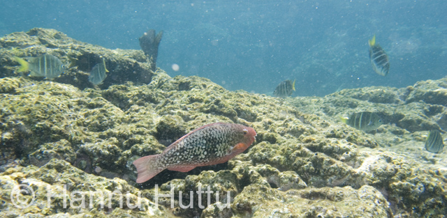 2006_11_28 081.jpg
kala meri phuket thaimaa sukellus snorklaus sukeltaa meressä kaloja parvi vesi koralli
Avainsanat: kala meri phuket thaimaa sukellus snorklaus sukeltaa meressä kaloja parvi vesi koralli