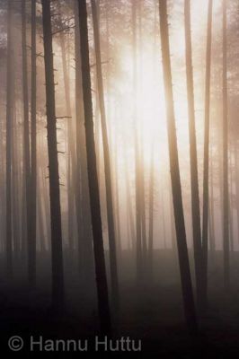 dia0003.jpg
mänty metsä usva sumu aamu valo 
Avainsanat: mänty metsä usva sumu aamu valo