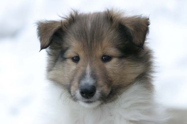 100_0055_RJ.jpg
collie pentu skotlanninpaimenkoira lemmikki talvi koira koiranpentu
Avainsanat: collie pentu skotlanninpaimenkoira lemmikki talvi koira koiranpentu