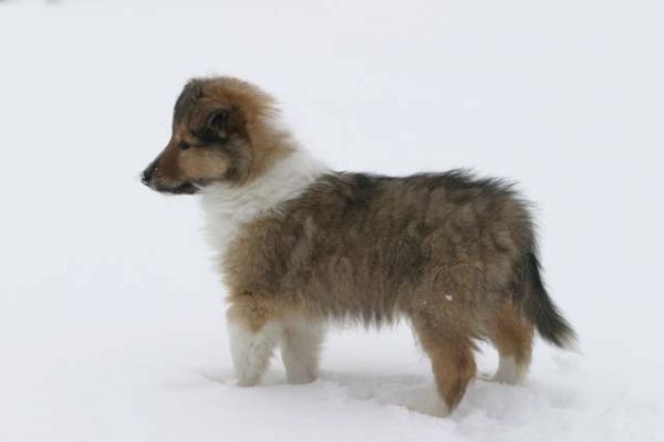 100_0064_RJ.jpg
collie pentu skotlanninpaimenkoira talvi lemmikki koira
Avainsanat: collie pentu skotlanninpaimenkoira talvi lemmikki koira