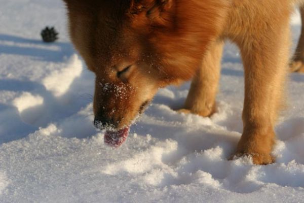 101_0173_RJ.jpg
suomenpystykorva syödä lumi talvi lemmikki metsästyskoira koira jano
Avainsanat: suomenpystykorva syödä lumi talvi lemmikki metsästyskoira koira jano