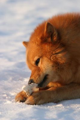 101_0180_RJ.jpg
suomenpystykorva syödä luu metsästyskoira talvi lumi hanki ravinto koira
Avainsanat: suomenpystykorva syödä luu metsästyskoira talvi lumi hanki ravinto koira