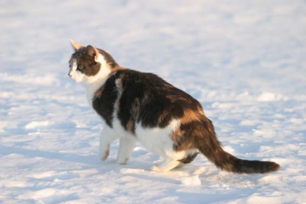 101_0195_RJ.jpg
kissa talvi lumi hanki lemmikki
Avainsanat: kissa talvi lumi hanki lemmikki