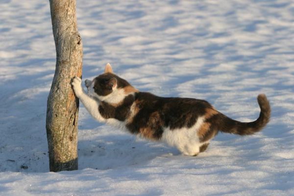 103_0398_RJ.jpg
kissa raapia talvi lumi hanki lemmikki häntä
Avainsanat: kissa raapia talvi lumi hanki lemmikki häntä