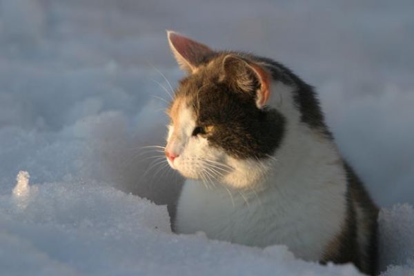 104_0406_RJ.jpg
kissa talvi lemmikki lumi
Avainsanat: kissa talvi lemmikki lumi