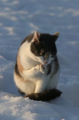 104_0409_RJ.jpg
kissa nuolla käpälä lemmikki talvi puhdistaa
Avainsanat: kissa nuolla käpälä lemmikki talvi puhdistaa