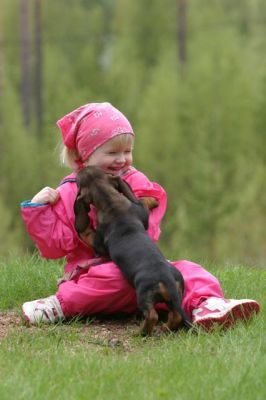 118_1861_RJ.jpg
karkeakarvainen mäyräkoira pentu tyttö leikki lemmikki koira lapsi kesä
Avainsanat: karkeakarvainen mäyräkoira pentu tyttö leikki lemmikki koira lapsi kesä