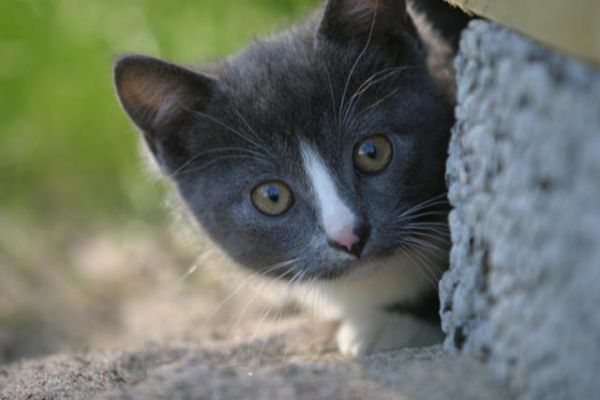 132_3268_RJ.jpg
kissa pentu kesä lemmikki piilo
Avainsanat: kissa pentu kesä lemmikki piilo