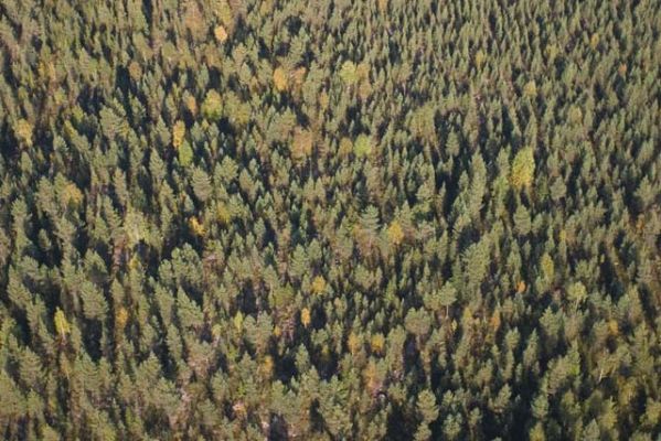 164_6412.jpg
ilmakuva nuorta metsää metsänhoito suomussalmi
Avainsanat: ilmakuva nuorta metsää metsänhoito suomussalmi