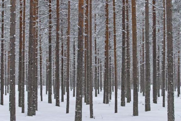 20040105_001.jpg
mäntymetsä talvi talousmetsä kangas metsänhoito paltamo puu runko
Avainsanat: mäntymetsä talvi talousmetsä kangas metsänhoito paltamo puu runko