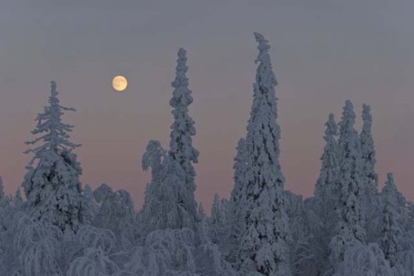 20040106_052.jpg
kuu tykky lumi pakkanen kuusi ilta talvi maisema
Avainsanat: kuu tykky lumi pakkanen kuusi ilta talvi