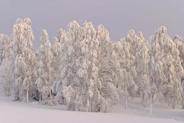 20040118_001.jpg
talvi kuura huurre tykky pakkanen lumi lietekylä hyrynsalmi lehtipuu koivu maisema
Avainsanat: talvi kuura huurre tykky pakkanen lumi lietekylä hyrynsalmi lehtipuu koivu maisema