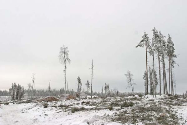 20040125_002.jpg
metsä mänty lumi talvi puu runko metsänhoito metsätalous hakkuu aukko pino
Avainsanat: metsä mänty kuusi lumi talvi puu runko metsänhoito metsätalous hakkuu aukko