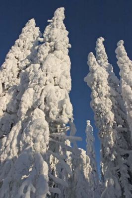 20040215_035.jpg
kuusi tykky lumi kuura huurre talvi puu metsä sininen valkoinen
Avainsanat: kuusi tykky lumi kuura huurre talvi puu metsä sininen valkoinen