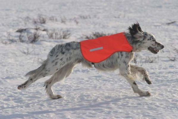 20040324_031.jpg
kanakoira englanninsetteri metsästyskoira talvi koira juosta vauhti juoksu laukka liivi
Avainsanat: kanakoira englanninsetteri metsästyskoira talvi koira juosta vauhti juoksu laukka liivi