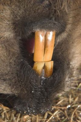 20040425_015.jpg
majava castor canadensis hampaat kanadanmajava
Avainsanat: majava castor canadensis hampaat kanadanmajava