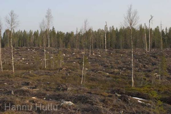 20040508_004.jpg
hakkuaukko metsänhoito metsätalous 
Avainsanat: hakkuaukko metsänhoito metsätalous