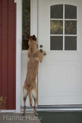 20040913_004.jpg
belgianpaimenkoira avaa oven ovi kahva viisas koira palveluskoira osata oppia taitava lemmikki
Avainsanat: belgianpaimenkoira avaa oven ovi kahva viisas koira palveluskoira osata oppia taitava lemmikki