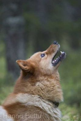 20040926_034.jpg
suomenpystykorva metsästyskoira koira lemmikki haukku katse
Avainsanat: suomenpystykorva metsästyskoira koira lemmikki haukku katse
