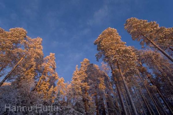 20041121_008.jpg
metsä maisema talvi valo taivas mänty
Avainsanat: metsä maisema talvi valo taivas mänty