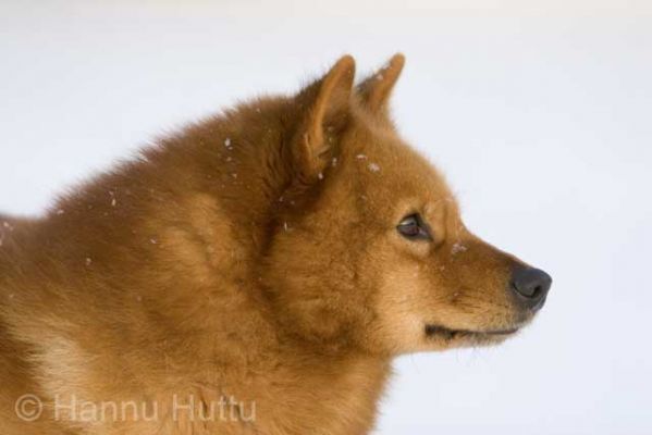 2005_01_26 029.jpg
suomempystykorva koira lemmikki talvi metsästyskoira
Avainsanat: suomempystykorva koira lemmikki talvi metsästyskoira