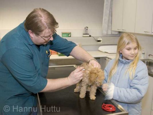 2005_02_03 004.jpg
kääpiövillakoira pentu lemmikki koira rokotus eläinlääkäri tyttö 
Avainsanat: kääpiövillakoira pentu lemmikki koira rokotus eläinlääkäri tyttö