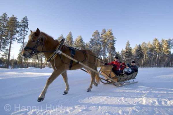 2005_02_06 158.jpg
hevonen rekiajelu laskiainen talvi 
Avainsanat: hevonen rekiajelu laskiainen talvi