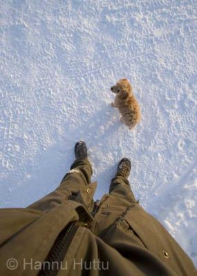 2005_02_08 023.jpg
kääpiövillakoira pieni lemmikki koira talvi 
Avainsanat: kääpiövillakoira pieni lemmikki koira talvi