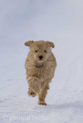 2005_02_20 004.jpg
kääpiövillakoira pentu vauhti juosta nopea hauska hassu lemmikki koira
Avainsanat: kääpiövillakoira pentu vauhti juosta nopea hauska hassu lemmikki koira