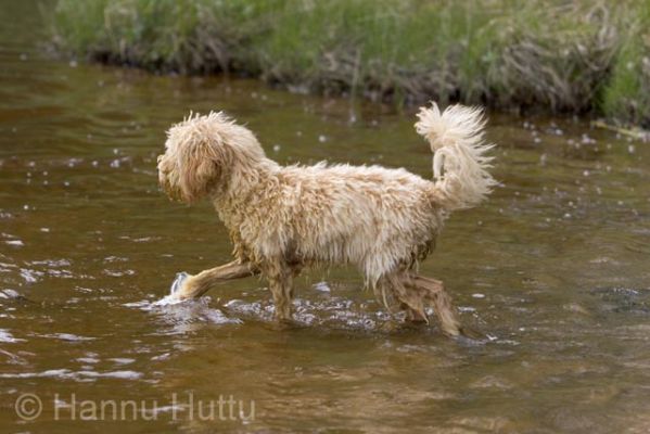 2005_06_11 113.jpg
kääpiövillakoira uimaranta vesi lemmikki koira kesä ranta
Avainsanat: kääpiövillakoira uimaranta vesi lemmikki koira kesä ranta