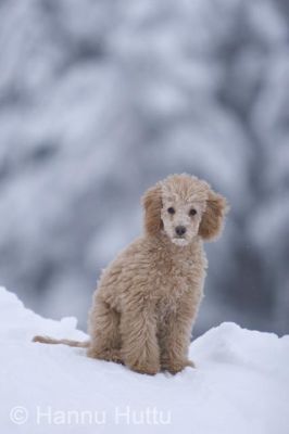 2005_12_24 017.jpg
kääpiövillakoira koira koiranpentu talvi lemmikki
Avainsanat: kääpiövillakoira koira koiranpentu talvi lemmikki