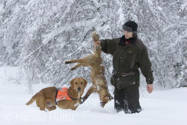 2006_01_01 016.jpg
venäjänajokoira gps paikannin talvi metsästyskoira koira kettusaalis ketunmetsästys turkisriista
Avainsanat: venäjänajokoira gps paikannin talvi metsästyskoira koira kettusaalis ketunmetsästys turkisriista