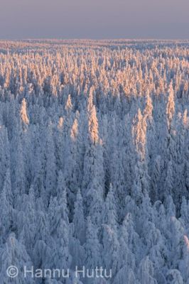 2006_02_12 176.jpg
kuura huurre tykky lumi talvi metsä maisema elimyssalo kuhmo
Avainsanat: kuura huurre tykky lumi talvi metsä maisema elimyssalo kuhmo