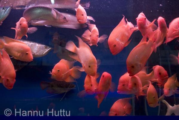 2006_03_14 125.jpg
akvaario kala haikou hainan kiina
Avainsanat: akvaario kala haikou hainan kiina