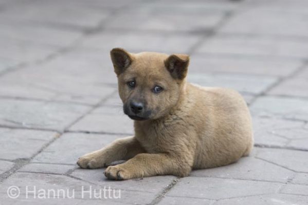 2006_03_16 182.jpg
koiranpentu koira lemmikki kotieläin kaupunki haikou hainan kiina
Avainsanat: koiranpentu koira lemmikki kotieläin kaupunki haikou hainan kiina