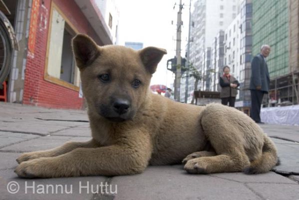 2006_03_16 219.jpg
koiranpentu koira lemmikki kotieläin kaupunki haikou hainan kiina
Avainsanat: koiranpentu koira lemmikki kotieläin kaupunki haikou hainan kiina