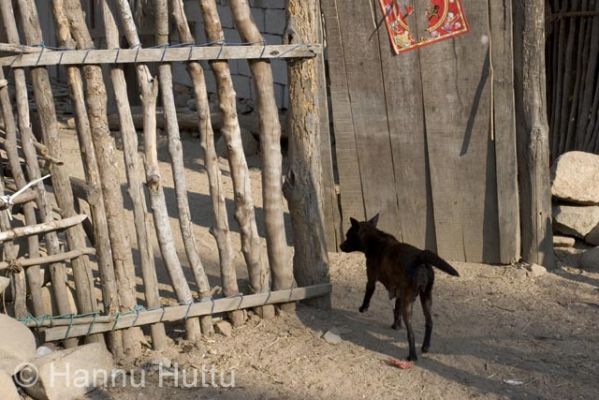 2006_03_20 192.jpg
koira maaseutu alkuperäiskansa hainan kiina
Avainsanat: koira maaseutu alkuperäiskansa hainan kiina