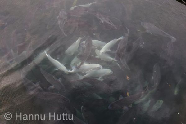 2006_03_22 243.jpg
kalankasvatus kala meri xingcun hainan kiina
Avainsanat: kalankasvatus kala meri xingcun hainan kiina