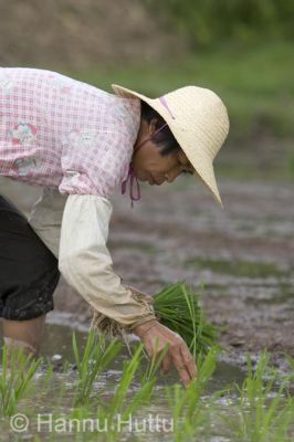 2006_03_23 027.jpg
 riisipelto riisi nainen maaseutu työ hainan kiina
Avainsanat: riisipelto riisi nainen maaseutu työ hainan kiina