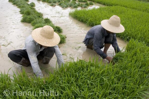 2006_03_23 033.jpg
 riisipelto riisi mies maaseutu työ hainan kiina
Avainsanat:  riisipelto riisi mies maaseutu työ hainan kiina