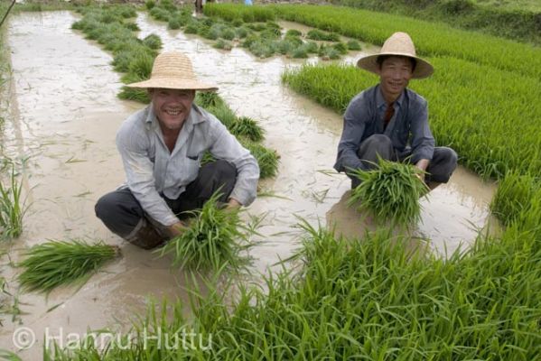 2006_03_23 037.jpg
riisi riisipelto viljelys vilja maaseutu työ mies nauru ilo hainan kiina
Avainsanat: riisi riisipelto viljelys vilja maaseutu työ mies nauru ilo hainan kiina