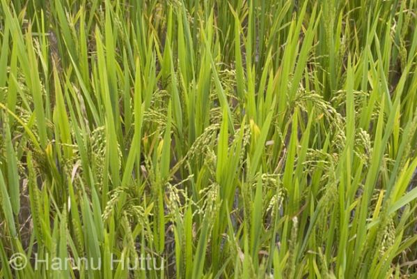 2006_03_23 063.jpg
riisi riisipelto viljelys vilja maaseutu hainan kiina
Avainsanat: riisi riisipelto viljelys vilja maaseutu hainan kiina