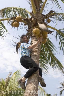 2006_03_23 136.jpg
kookos palmu hedelmä kookospalmu tarzan kiivetä puu hainan kiina
Avainsanat: kookos palmu hedelmä kookospalmu tarzan kiivetä puu hainan kiina