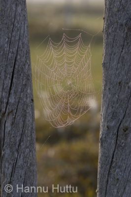 2006_08_04 098.jpg
hämähäkinverkko hämähäkki aamu kaste kelo honka  säynäjäsuo
Avainsanat: hämähäkinverkko hämähäkki aamu kaste kelo honka  säynäjäsuo