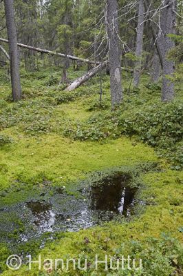2008_08_26_002.jpg
lähde hete saarijärven aarnialue suojelualue vanha metsä kesä
Avainsanat: lähde hete saarijärven aarnialue suojelualue vanha metsä kesä