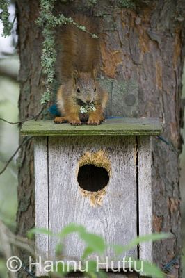 2009_06_14_008.jpg
orava sciurus vulgaris kesä linnunpönttö 
Avainsanat: orava sciurus vulgaris kesä linnunpönttö 